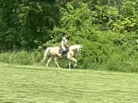घोड़ा, Racking Horse — फ़ोटो 1