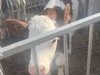 Toro, Simmental cattle — foto 1