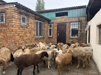 Ram, Rhon sheep — photo 6