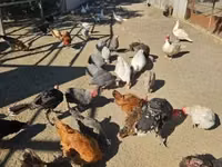 Chickens — Foto 2