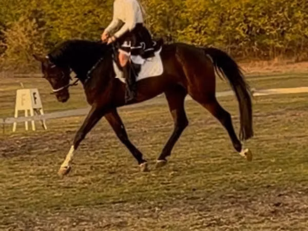 حصان, Hanoverian