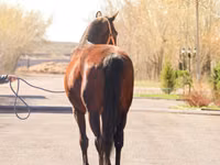 Mare, Thoroughbred horse — photo 4