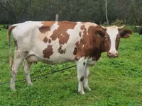 Cow, Ayrshire — photo 3