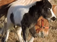 حصان, Miniature horse — الصورة 4