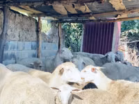 मेढ़ा, Merinoland sheep — फ़ोटो 4