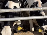 Kuh, Russian Black pied cattle — Foto 6
