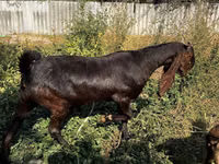 Ziege, Kamori goats — Foto 3
