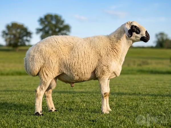 Ram, Beltex sheep