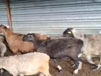 Widder, Adal sheep — Foto 2