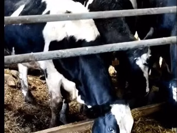 بقرة, Yaroslavl cattle