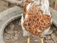وياندوت — الصورة 5