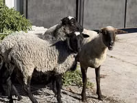 Oveja, Hissar sheep — foto 2