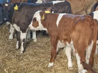 أبقار (دفعة، الجنس غير محدد), Simmental cattle — الصورة 4