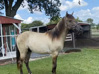 Horse (M), Rocky Mountain Horse — photo 6