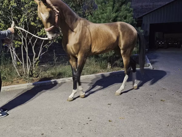 حصان, Akhal-Teke