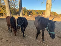 Horse (M), Hucul pony — photo 1