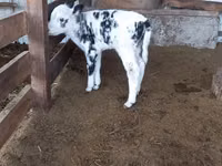 Kuh, Holstein-Rasse — Foto 2