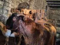 Ziegenbock, Kamori goats — Foto 1