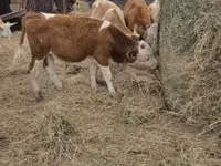 Bulle, Simmental cattle — Foto 5