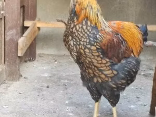 وياندوت