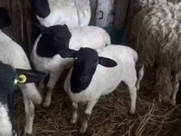 भेड़ें (लॉट, लिंग निर्दिष्ट नहीं), Dorper sheep — फ़ोटो 3