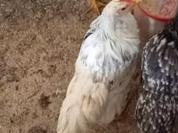 Chickens — الصورة 6