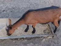 Ziege, Alpine goat — Foto 3