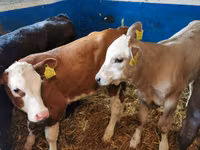 公牛, Simmental cattle — 照片 1