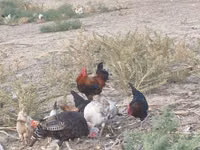 Chickens — الصورة 2
