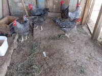 Chickens — الصورة 7