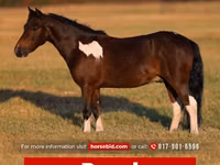 Horse (M), Pinto horses — photo 1