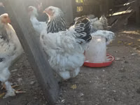 Brahma — Foto 5
