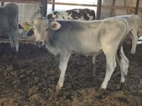 Bulle, Swiss cattle — Foto 5