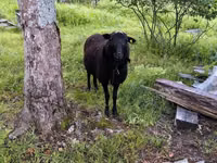Ram, Romanov sheep — photo 1