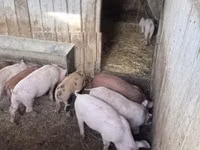 Cerdos (lote, sexo no especificado) — foto 8
