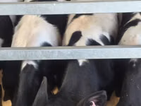 Toro, Russian Black pied cattle — foto 8