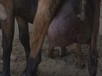 Ziege, Czech Brown Shorthaired goats — Foto 1