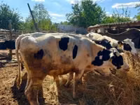Bull, Russian Black pied cattle — photo 4