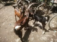 बकरी, Black Bengal goats — फ़ोटो 2
