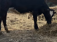 بقرة, Swiss cattle — الصورة 4