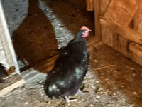 Chickens — photo 7