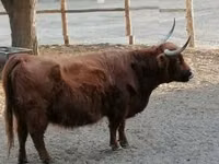 गाय, Highland — फ़ोटो 4