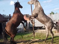 Horses (batch, sex not specified), New Altai Horse — photo 4