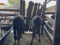 Bull, Alatau breed — photo 1