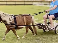 Horse (M), Miniature horse — photo 7