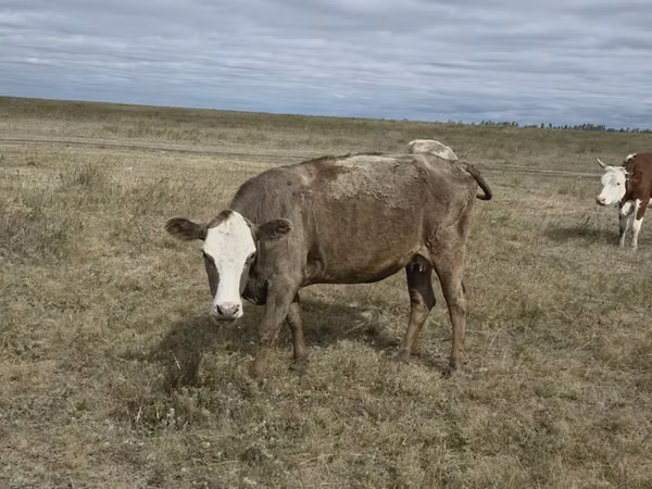 Cow, Kazakh White-headed cow