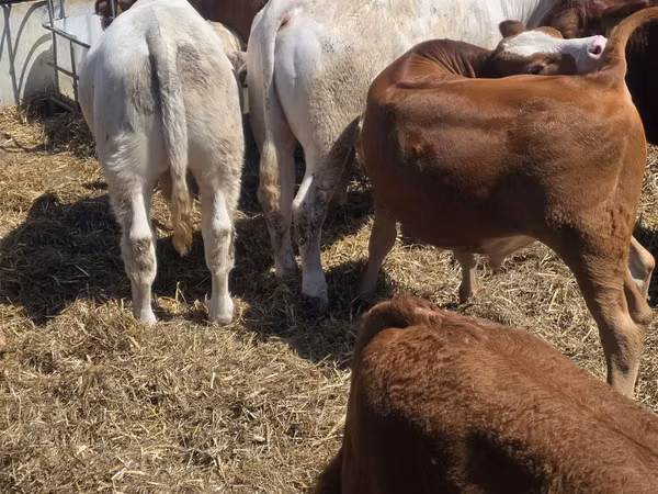 Toro, Vaca Limousin