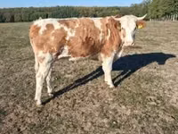 Cow, French Simmental cattle — photo 1