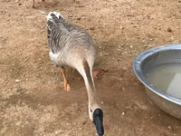 تشاينيز — الصورة 8