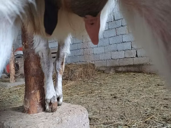 Ziegenbock, Beetal goats